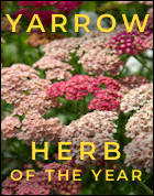 Yarrow Herb of the Year 2022